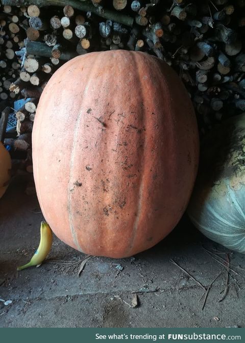 So, my grandma is very proud of it's giant pumpkin and she asked me to "put it