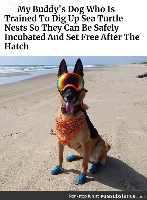 This dog is cooler than you AND has a job
