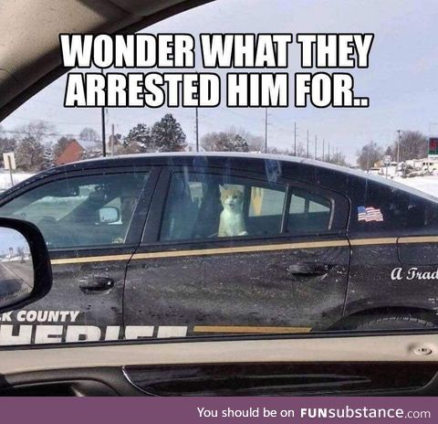 Cat arrest