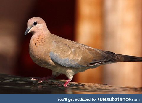 Laughing dove (Spilopelia senegalensis) - PigeonSubstance