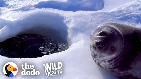 Seal Pup Is A Little Unsure About Swimming