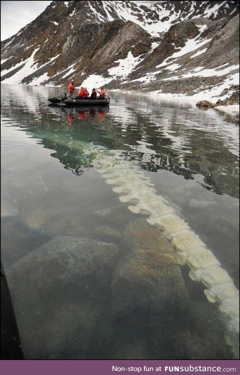 A fin whale vertebrae submerged in a Norwegian lake