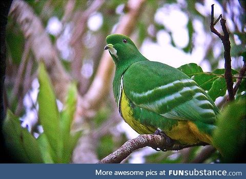 Cloven-feathered dove (Drepanoptila holosericea) - PigeonSubstance