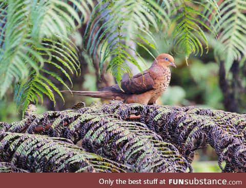 Little cuckoo-dove (Macropygia ruficeps) - PigeonSubstance