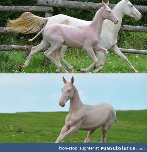 A hairless horse. Burn it with fire, yay or neigh?
