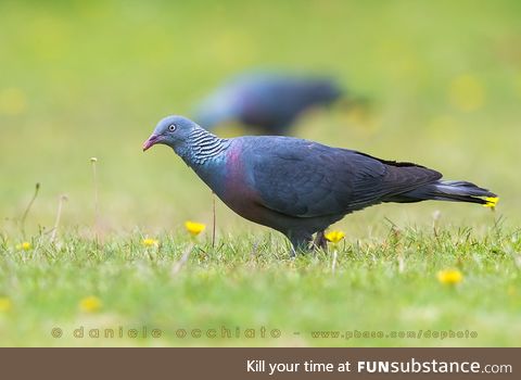 Trocaz pigeon (Columba trocaz) - PigeonSubstance