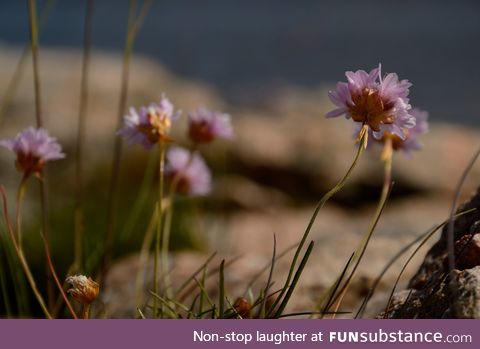 One thing I don' talk a lot about is, I like flowers, these are sea pinks