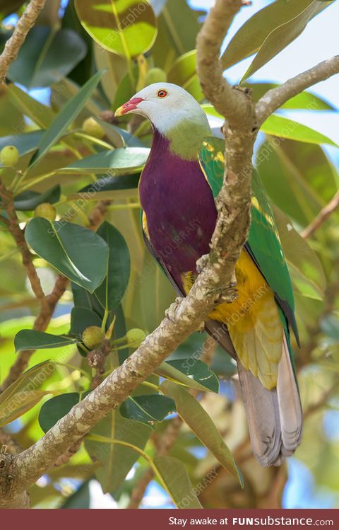 Wompoo fruit dove (Ptilinopus magnificus) - PigeonSubstance