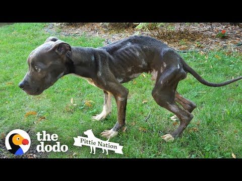 Starving Pit Bull Puppy Gets a Second Chance (FeelGoodSubstance)