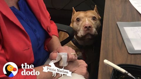 Pit Bull in the workplace (FeelGoodSubstance)