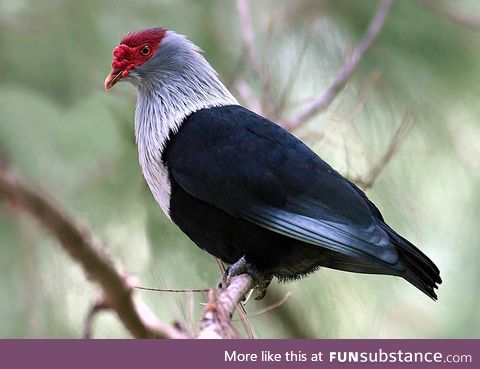 Seychelles blue pigeon (Alectroenas pulcherrimus) - PigeonSubstance