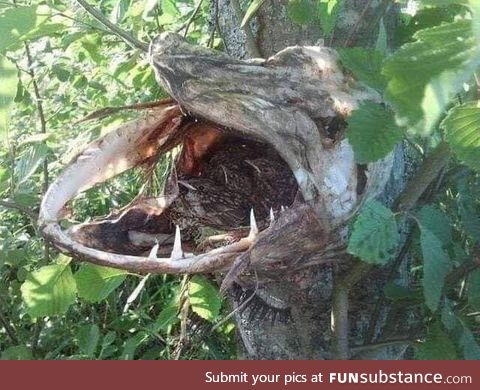 A Pike jumped out of the water likely chasing prey and got stuck in a branch and died