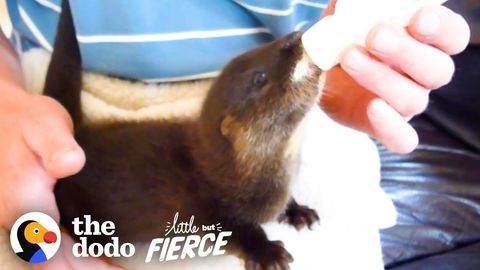 Baby Otter Learning to Adult (and doing it better than I am)