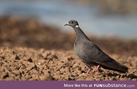 White-collared pigeon (Columba albitorques) - PigeonSubstance