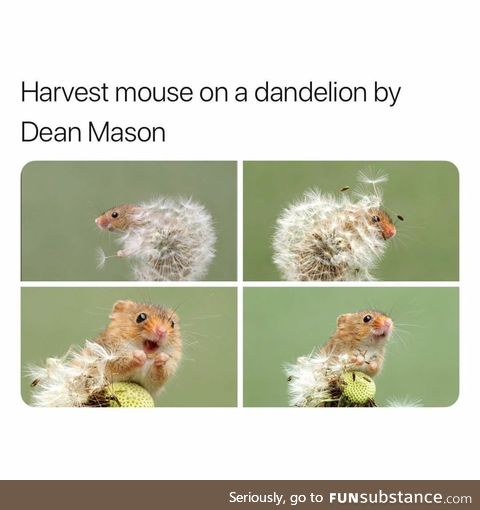 Just a mouse in a dandelion