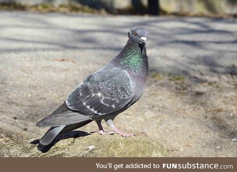 Rock dove (Columba livia) - PigeonSubstance