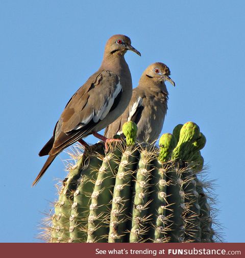 White-winged dove (Zenaida asiatica) - PigeonSubstance