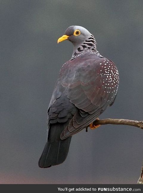 African olive pigeon (Columba arquatrix) - PigeonSubstance