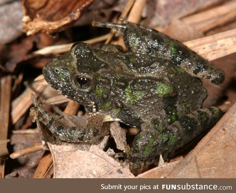 Froggo Fren #97 - Northern Cricket Frog