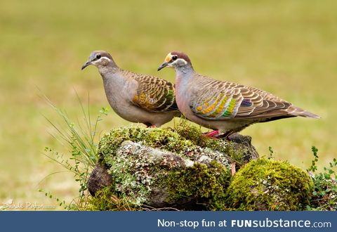 Common bronzewing (Phaps chalcoptera) - PigeonSubstance