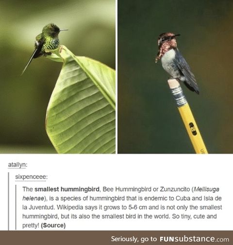 The real zunzuncito hummingbirb for all my birb frenz