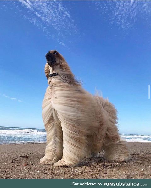 This dog looks like the main character of the movie just asked "Seriously. WHAT is