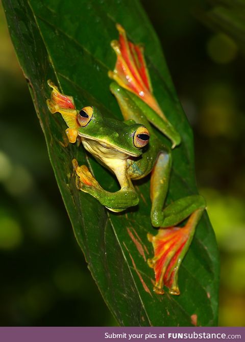 Froggo Fren #98 - Malabar Flying Frog