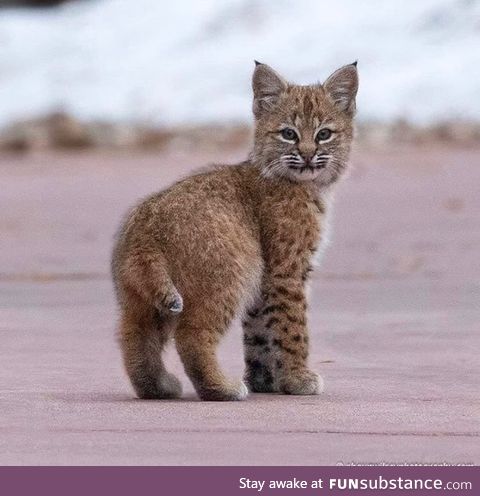 Little bobcat kittens are adorable, turns out