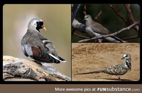 Namaqua dove (Oena capensis) - PigeonSubstance