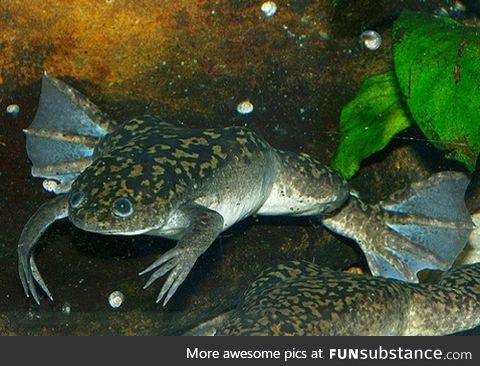 Froggo Fren #99 - African Clawed Frog