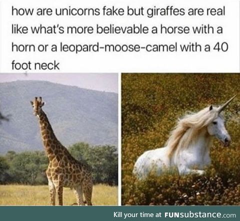 Giraffes are weird