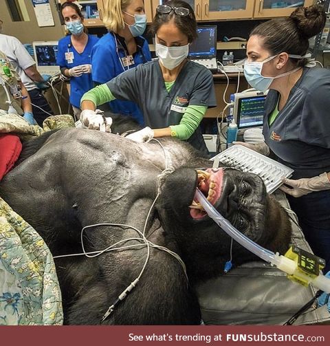 A large gorilla getting a physical. #harambeinpeace