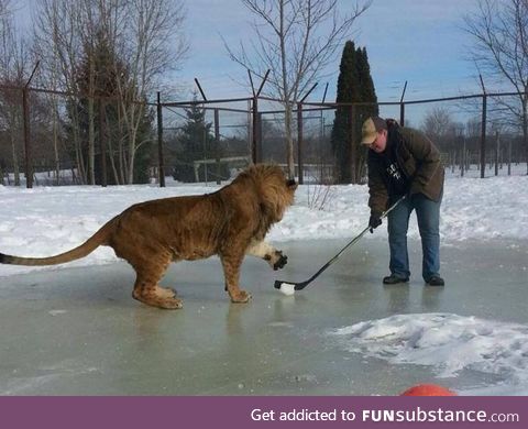 In Canada, even the lions play hockey!