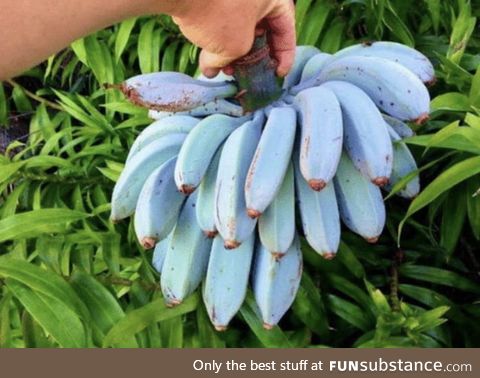Blue Java Bananas - have an ice-cream like consistency and a flavour similar to vanilla!