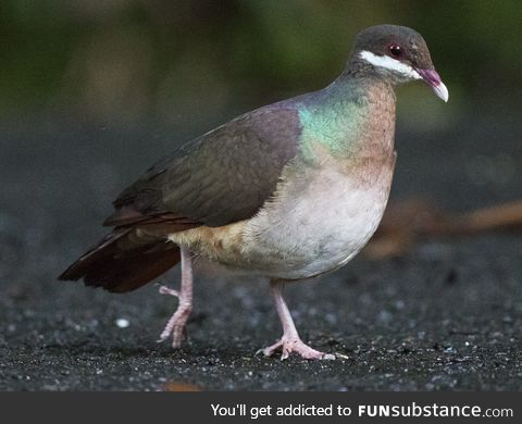 Bridled quail-dove (Geotrygon mystacea) - PigeonSubstance