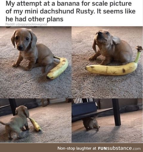 Banana for Scale