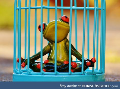 Froggo (not so) Fun #87 - Lockdown's Here, Lads