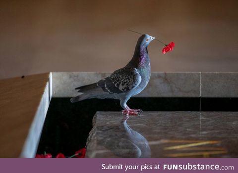 Thieving Pigeon (a beautiful story, in the source)