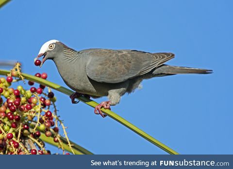 White-crowned pigeon (Patagioenas leucocephala) - PigeonSubstance