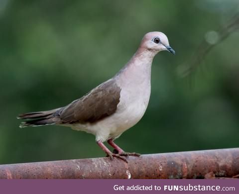 White-tipped dove (Leptotila verreauxi) - PigeonSubstance