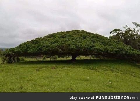 50 meter tree