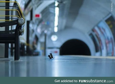 A fight between two mice in the London underground tunnel ... The photo is a candidate