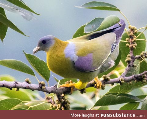 Yellow-footed green pigeon (Treron phoenicoptera) - PigeonSubstance