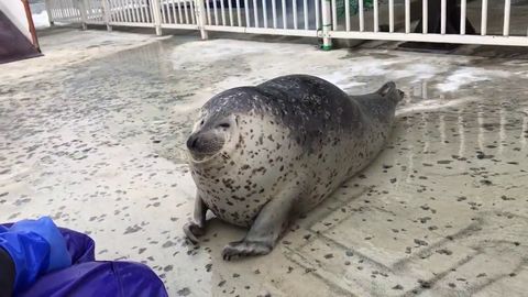 Squishy seal to make you smile