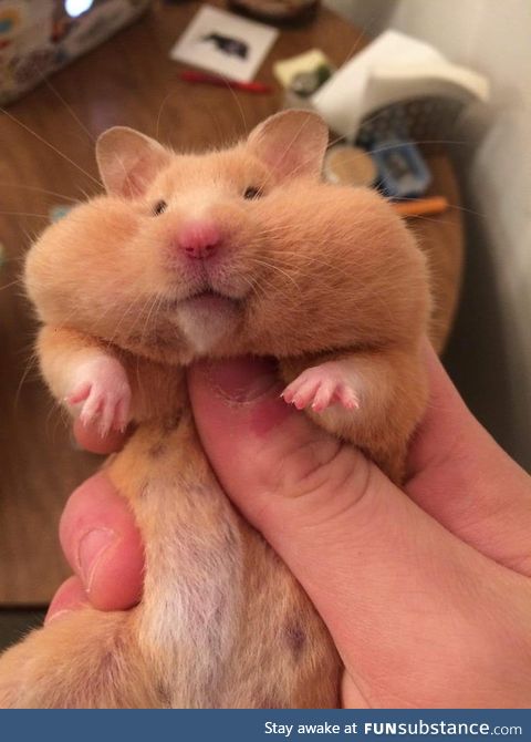 Chunky boy with a mouth full of food