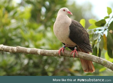 Pink pigeon (Nesoenas mayeri) - PigeonSubstance