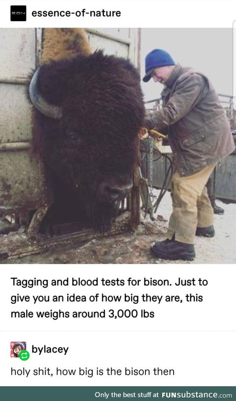Bison are big
