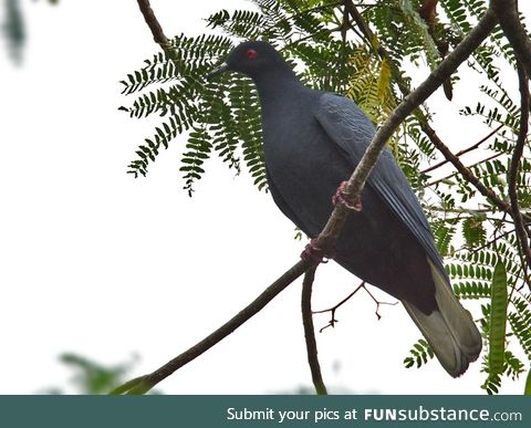 Black imperial pigeon (Ducula melanochroa) - PigeonSubstance