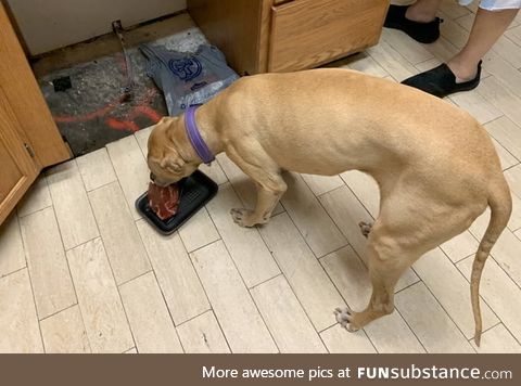 Good girl eating her reward for waking me up in the middle of the night to a half flooded