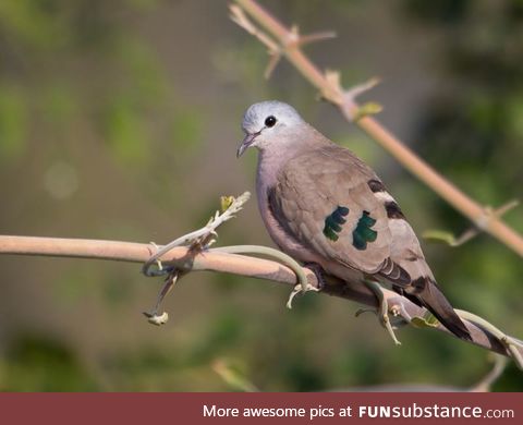 Emerald-spotted wood dove (Turtur chalcospilos) - PigeonSubstance